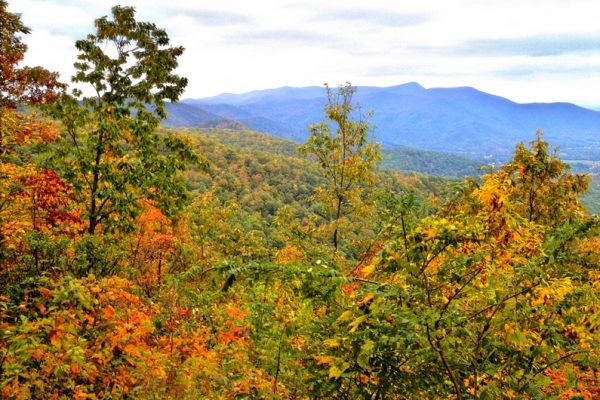 Fox Hunters Paradise-Blue Ridge Parkway-Milepost 218.6